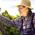 Viticulteur examinant une vigne