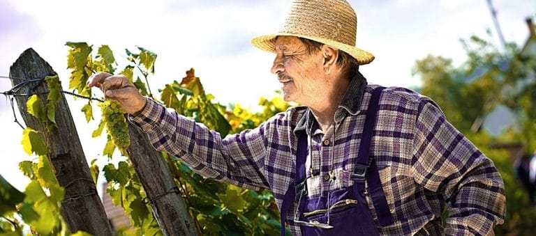 Viticulteur examinant une vigne